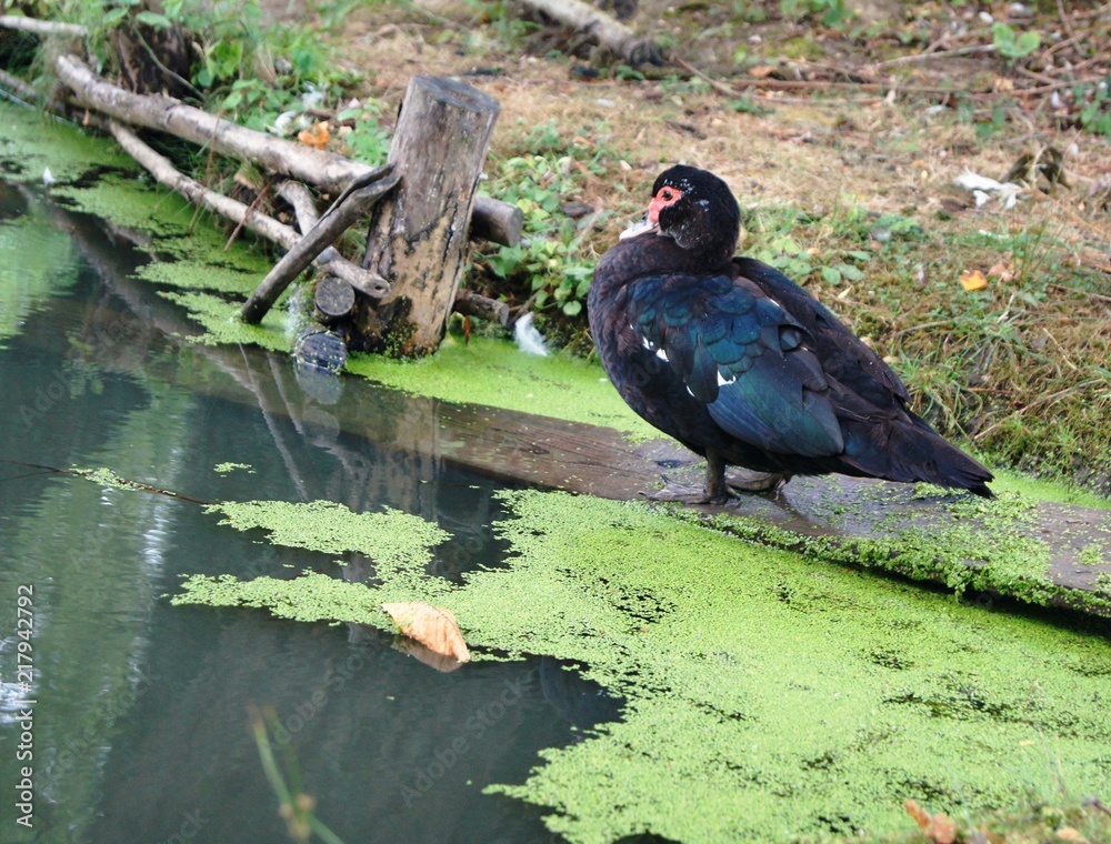 Ente am Teich,bird, tier, natur, wild lebende tiere, ente, taube, star