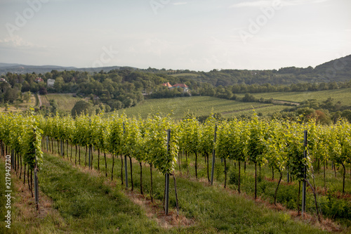 Vineyards landscape in Vienna, Austria Green colored leaves of grapevine lit by the setting sun in summer season with cloudy sky. Suburban cityscape in the background.