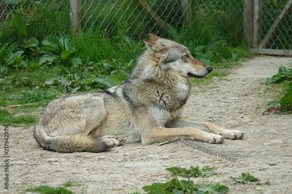 Wolf-05