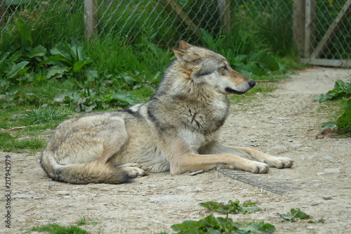 Obraz na płótnie Wolf-05 w salonie