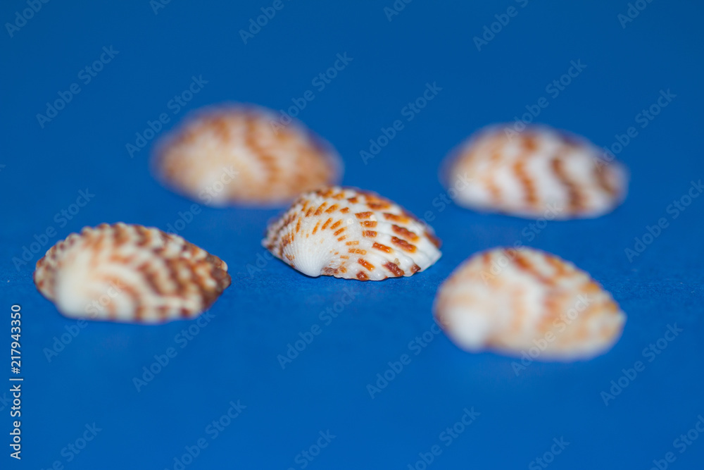 Blurred seashell on blue background Blurred seashell on blue background