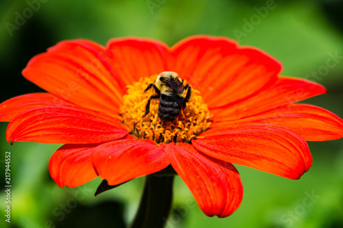 flower with bee