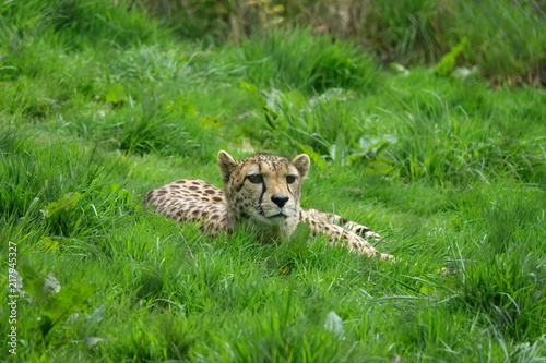 Obraz na płótnie Cheetah in Grass - 01 w salonie