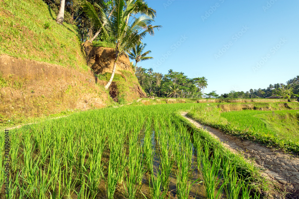 Closeup of Tegalalang rice plantation terrace in Bali, Indonesia.