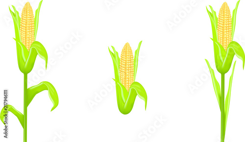 vector corn colb with leafs and steam, three variations collection