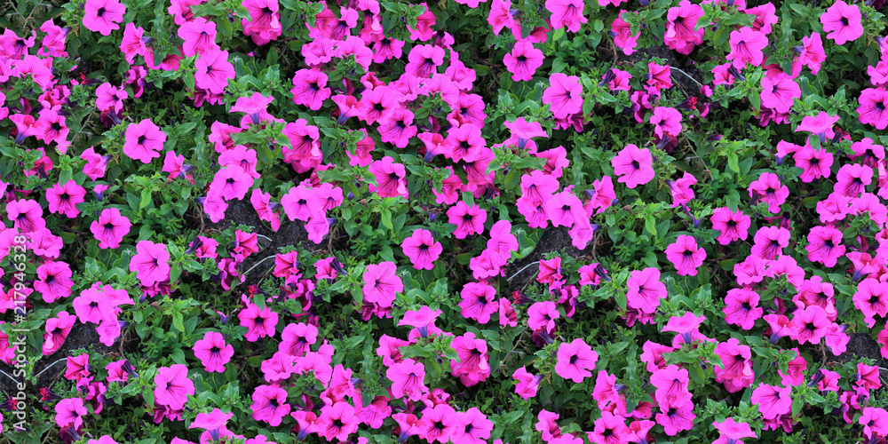 Fototapeta premium seamless texture of flowers 2