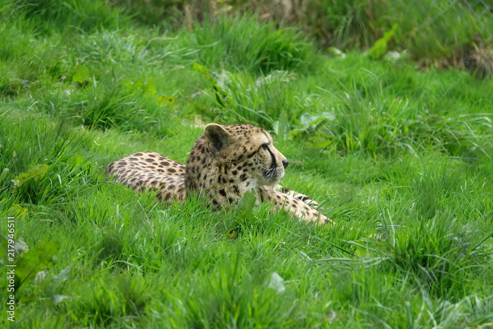 Cheetah in grass-04