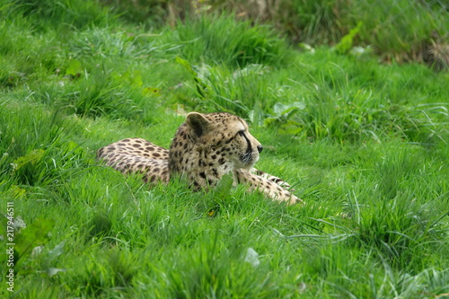 Obraz na płótnie Cheetah in grass-04 w salonie