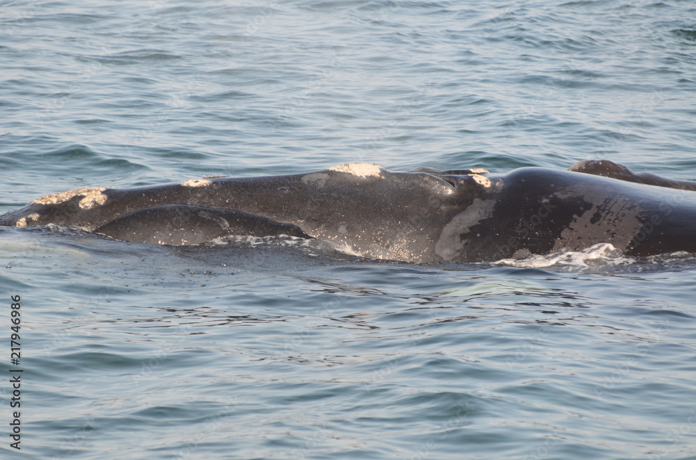 Fototapeta premium Soffio della balena nella baia di Hermanus