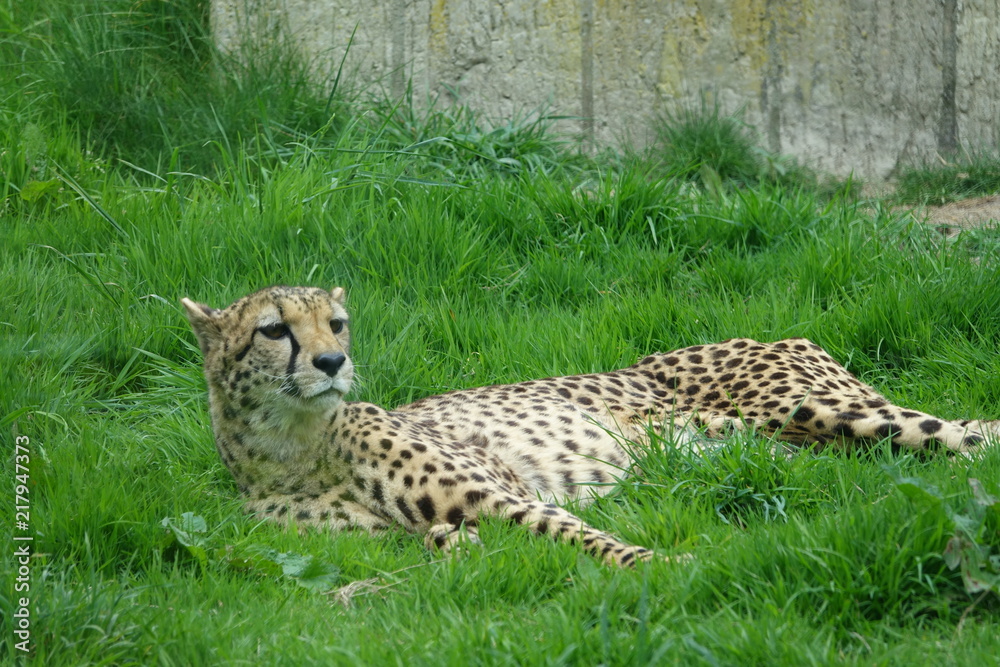 Cheetah in grass-06