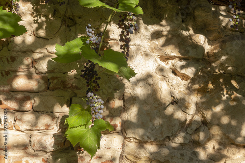 A tassel of wild red wine with leaves runs around the sun-lit wall