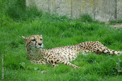 Obraz na płótnie Cheetah in grass-06 w salonie
