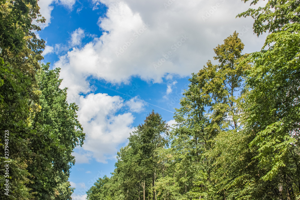 nature scenery landscape concept of top of green trees branches and blues sky clouds background with empty space for copy or text nature scenery landscape concept of top of green trees branches and blues sky clouds background with empty space for copy or text