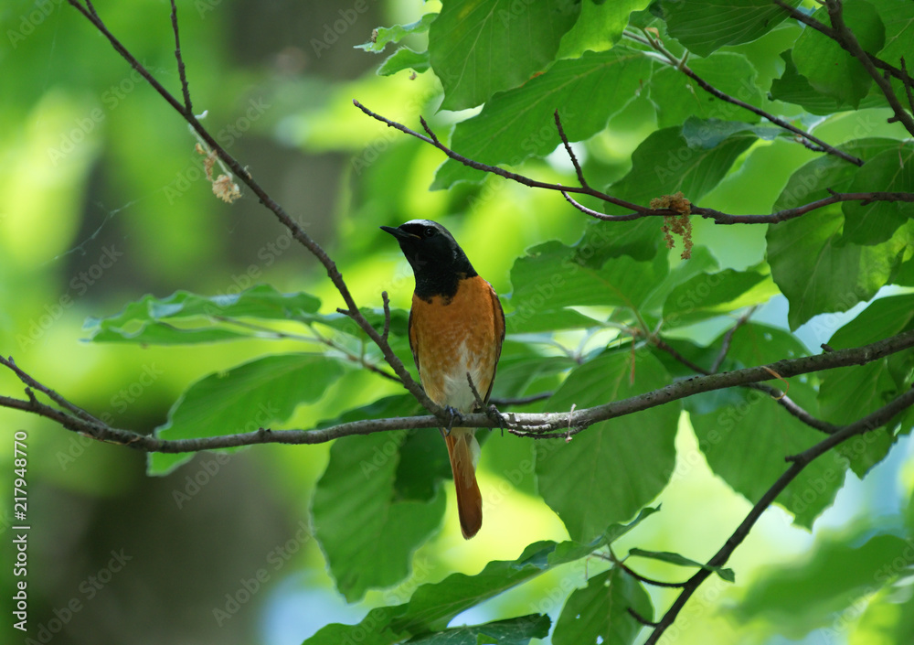 beautiful bird on a branch, Pleszka zwyczajna Phoenicurus beautiful bird on a branch, Pleszka zwyczajna Phoenicurus