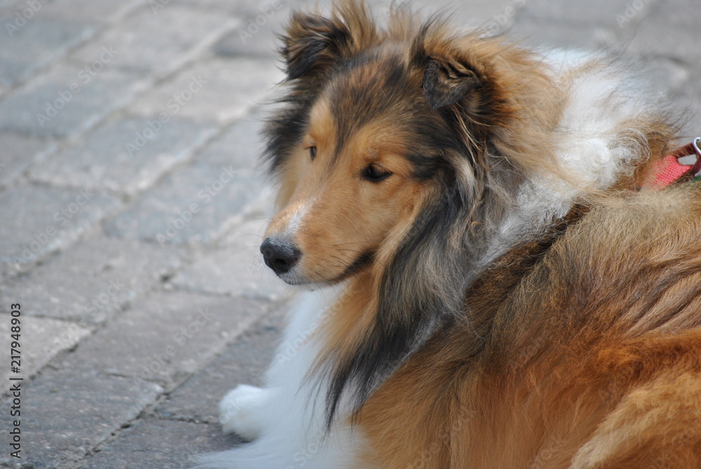 Collie Lying on Sidewalk