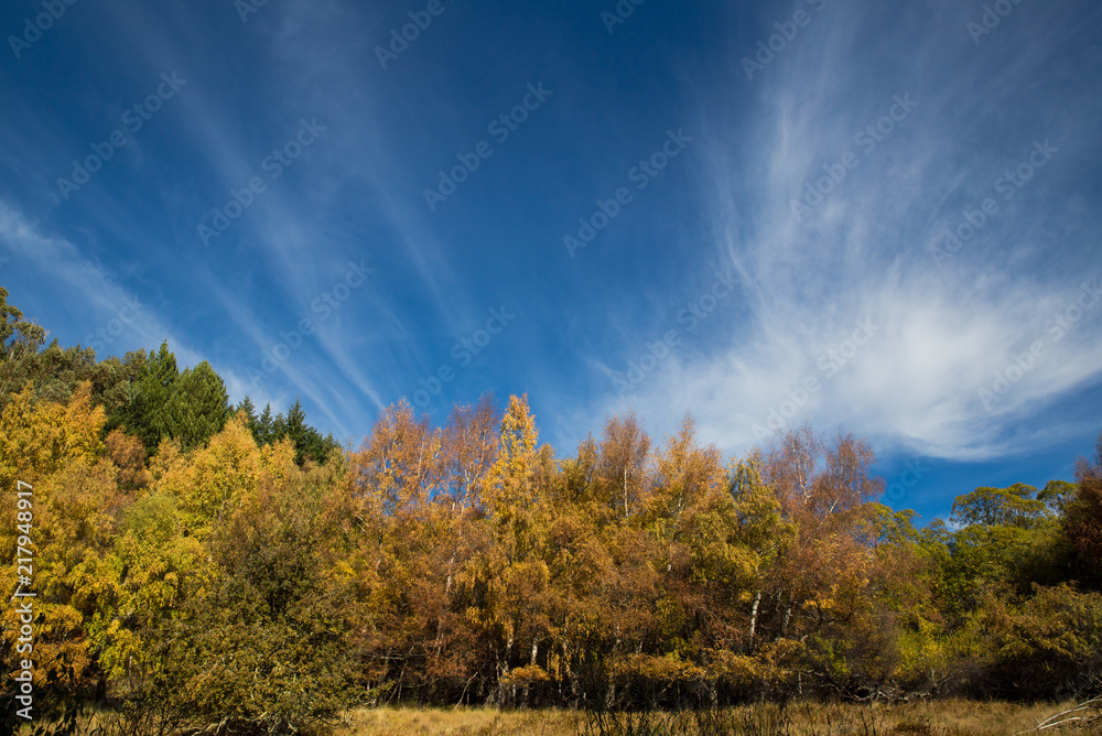 Golden fall colours against blue skies and cloud rays
