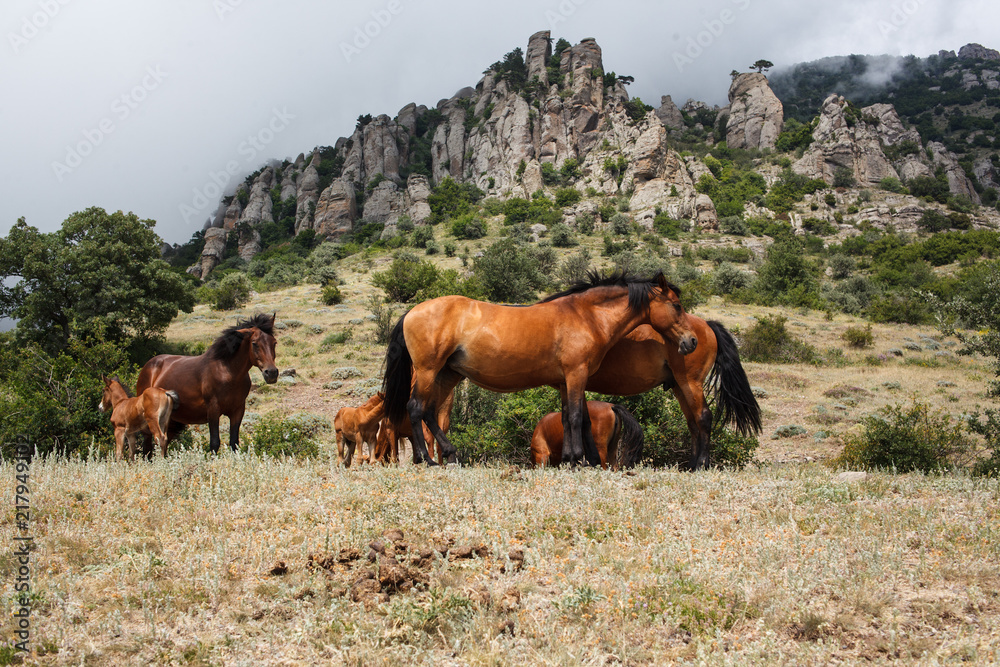 Obraz premium horses in the mountains