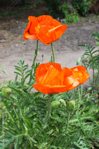 Fototapeta Naklejka Na Ścianę i Meble -  Poppy Flower 