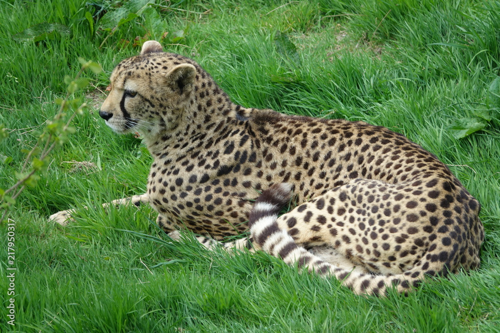 Cheetah-01