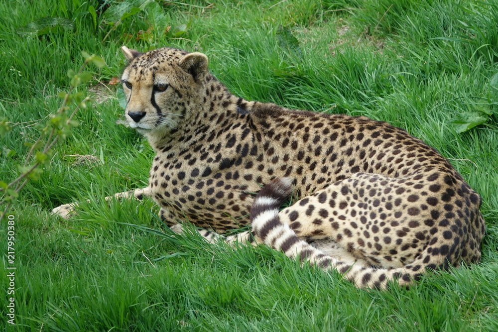 Cheetah-02