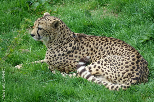 Obraz na płótnie Cheetah-01 w salonie