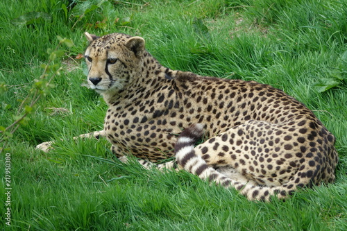 Obraz na płótnie Cheetah-02 w salonie