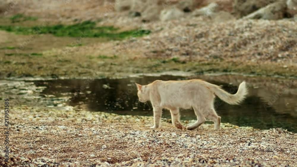 Homeless proud ginger cat walking on beach. Homeless proud ginger cat walking on beach.