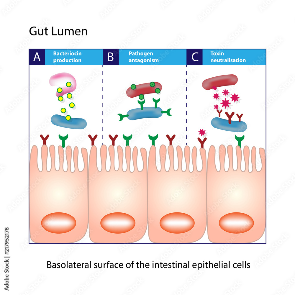 Gut lumen. Enterocytes, or intestinal absorptive cells. Small intestine