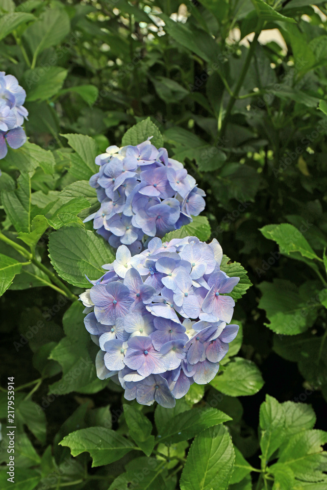 6月に咲く紫陽花の花 6月に咲く紫陽花の花
