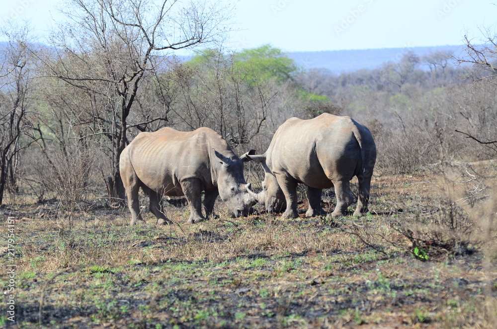 Fototapeta premium Scontro tra rinoceronti al parco Kruger