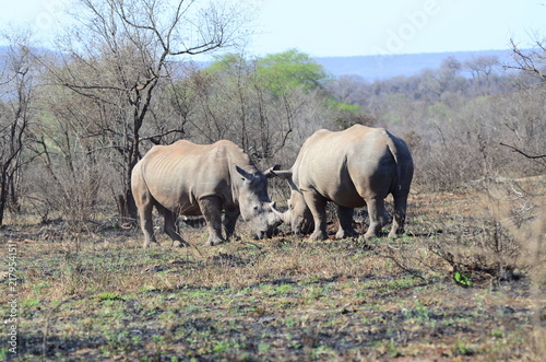 Scontro tra rinoceronti al parco Kruger