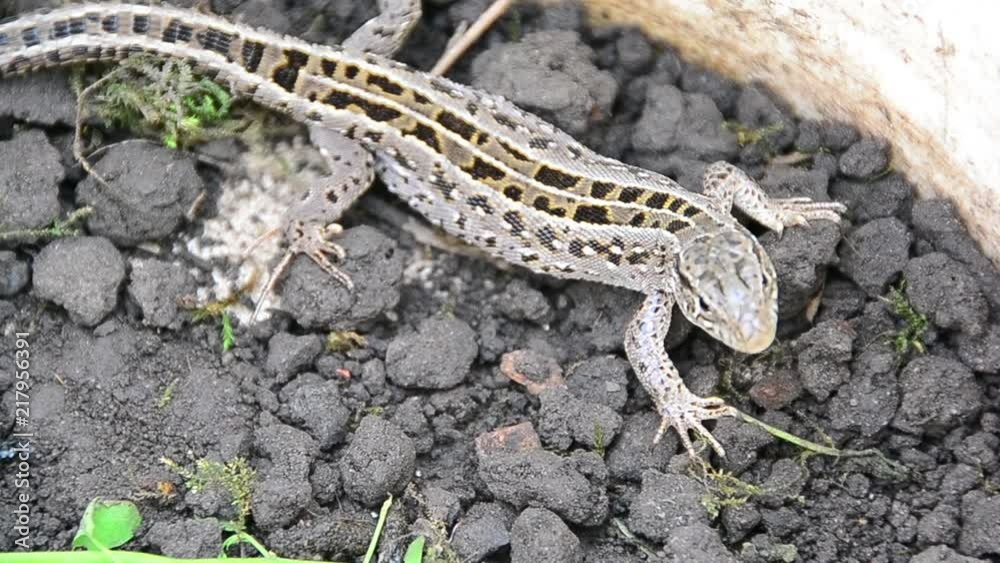 Sand lizard, Lacerta agilis Sand lizard, Lacerta agilis