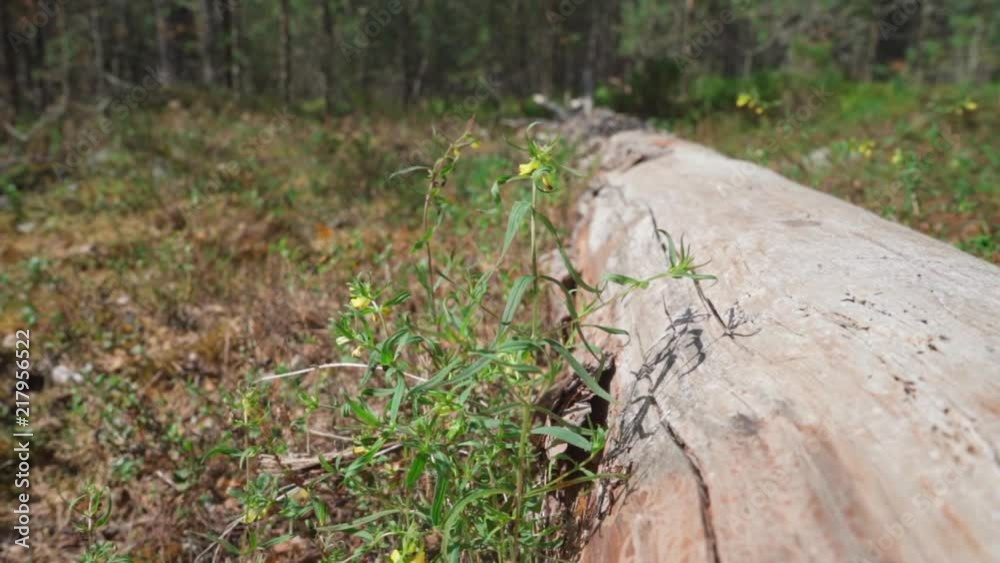 Old log laying on ground in forest with flowers Old log laying on ground in forest with flowers