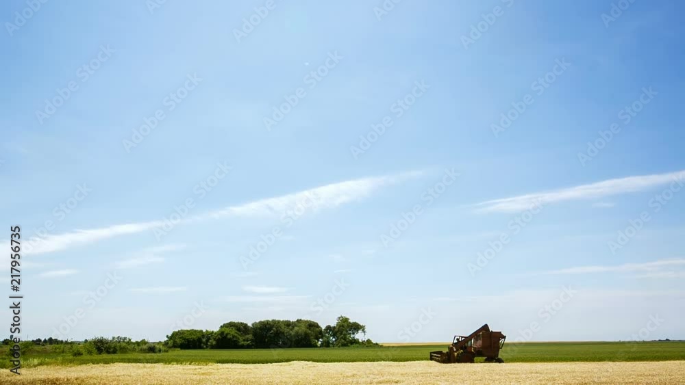 A beautiful sunny day, machine harvesting a chamomile from the field A beautiful sunny day, machine harvesting a chamomile from the field