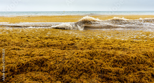 Beach full of sargassum