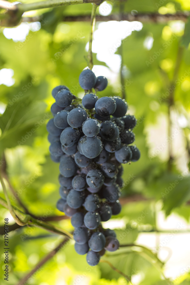 Purple wine grapes during harvest season in a vineyard.