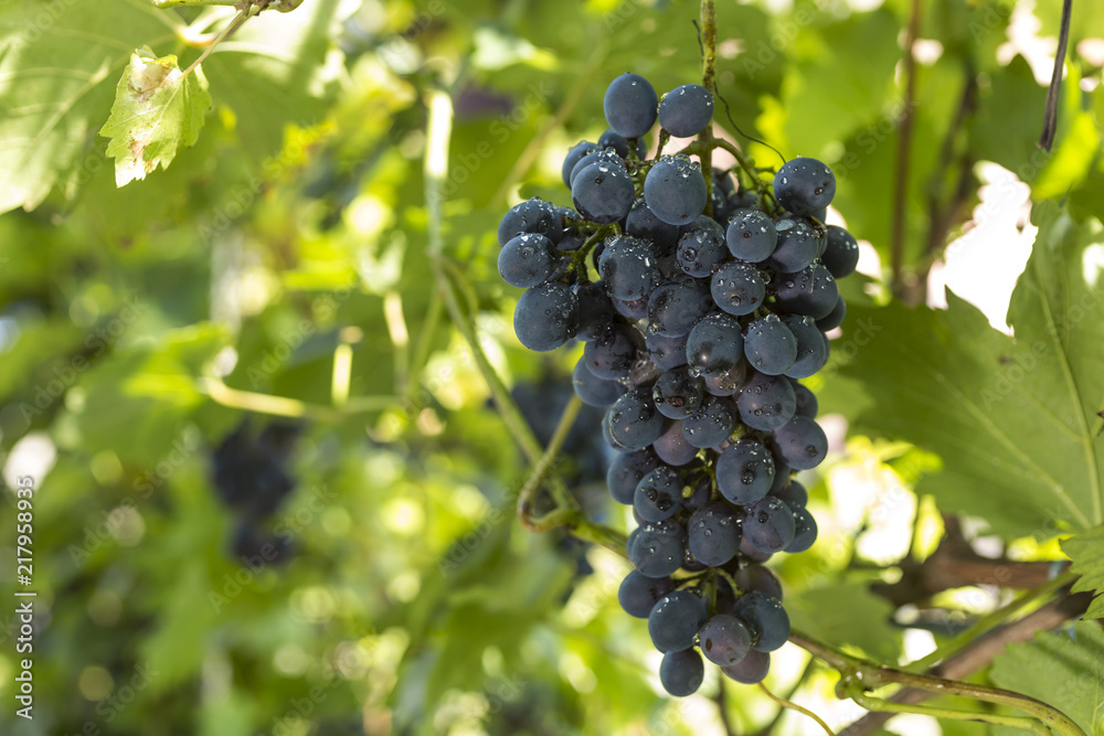 Purple wine grapes during harvest season in a vineyard.