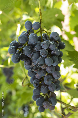 Purple wine grapes during harvest season in a vineyard.