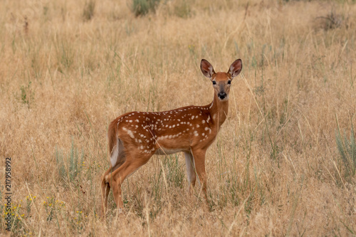 White-tailed Deer Fawn