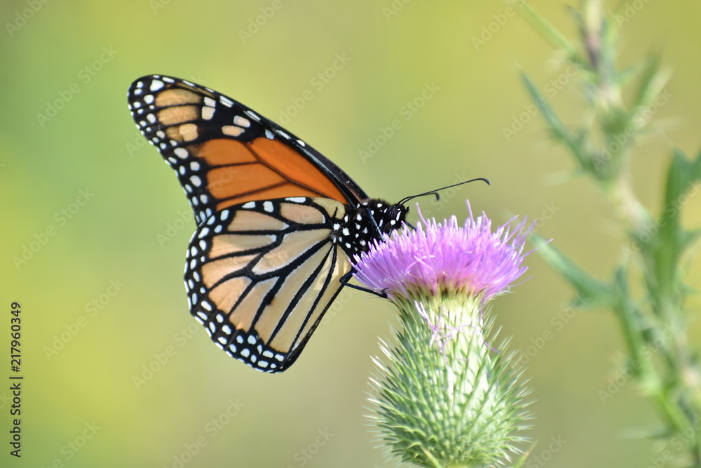 Butterfly on Thistle Butterfly on Thistle