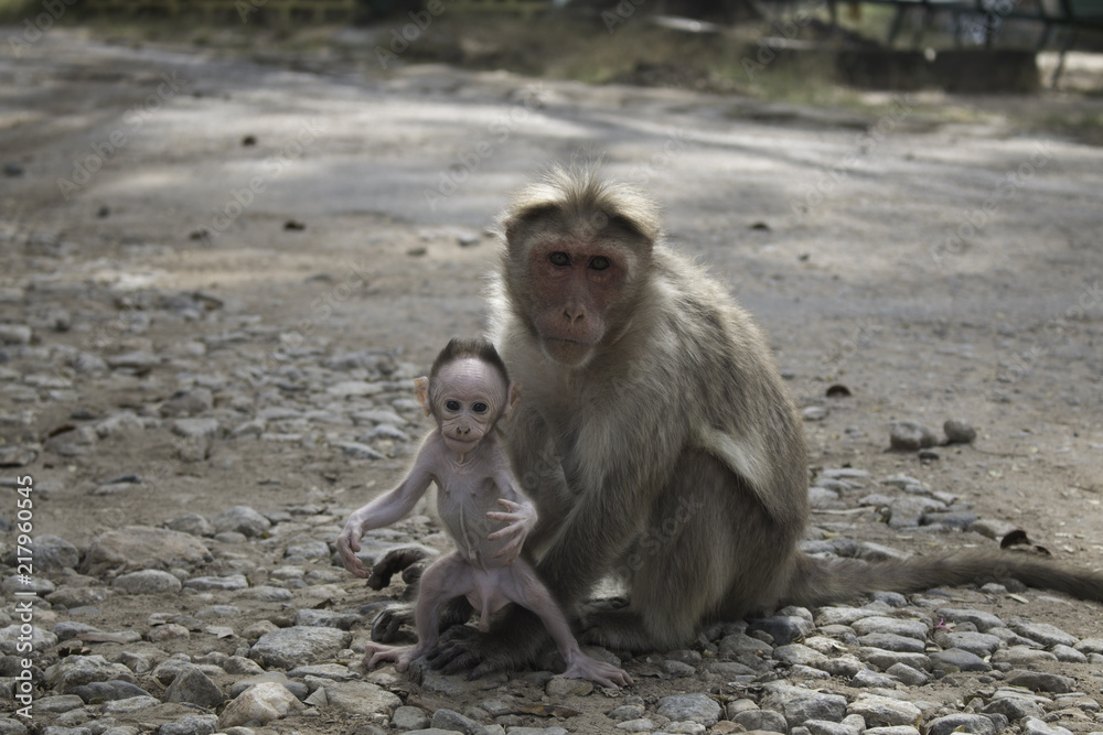 Naklejka premium Monkey and Baby