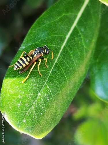 Wasp | Guepe HD