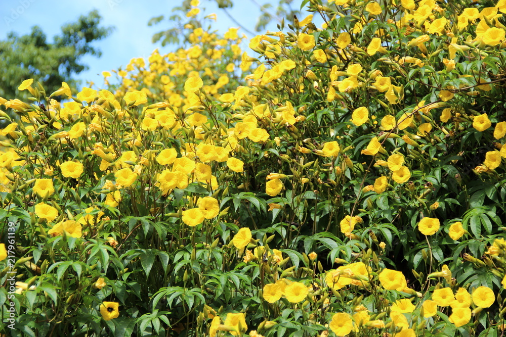 Obraz premium Flowers and Nature