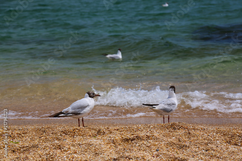 Seascape with seagulls flying at gold beach © kolesnikovserg