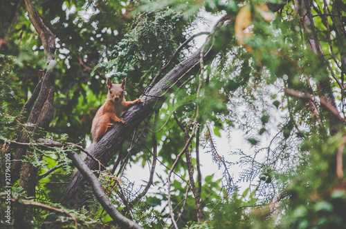 Squirrel on the tree in the woods