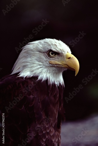 Bald Eagle  Haliaeetus Leucocephalus 