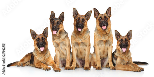 Fototapeta Naklejka Na Ścianę i Meble -  German shepherd puppies