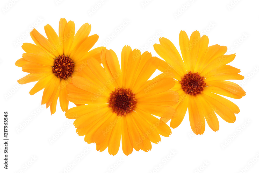 Calendula. Marigold flower isolated on white background Calendula. Marigold flower isolated on white background