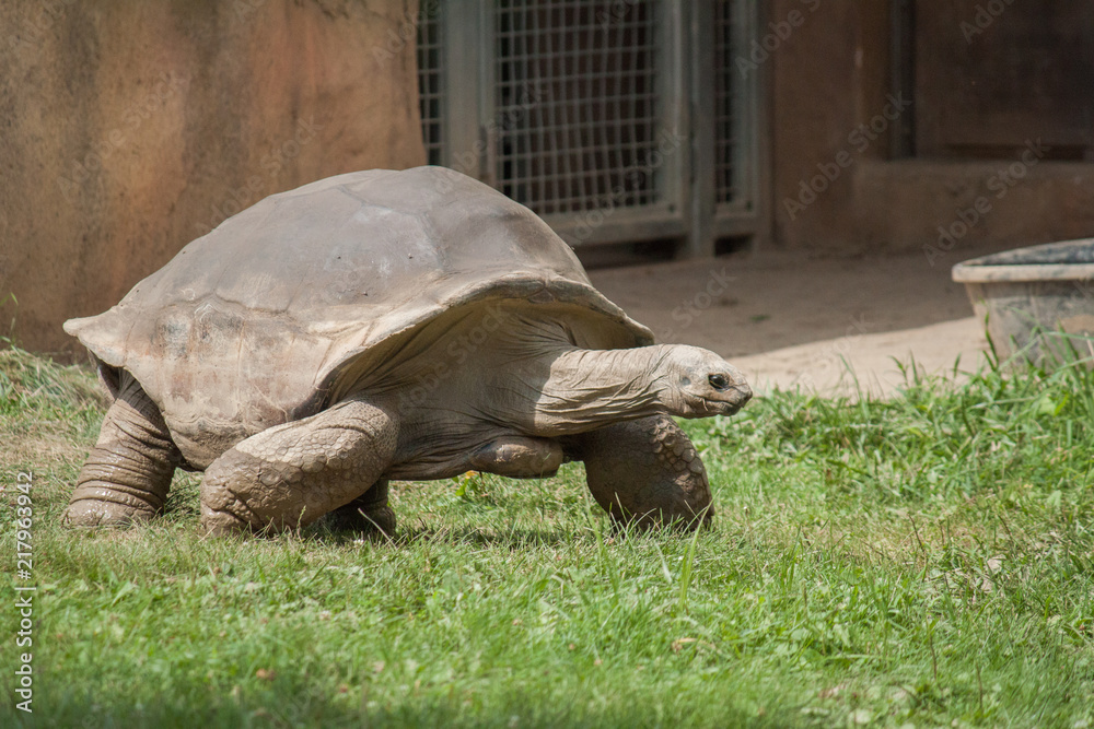 Fototapeta premium Tortoise