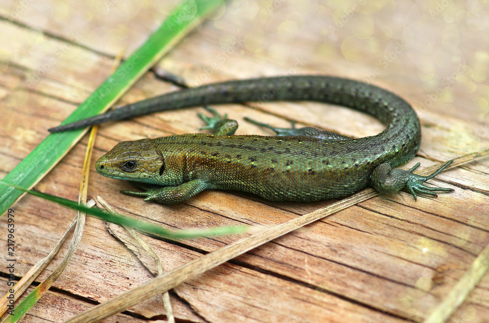 Small garden Lizard common, common in Asia and Europe, shooting outdoors Small garden Lizard common, common in Asia and Europe, shooting outdoors
